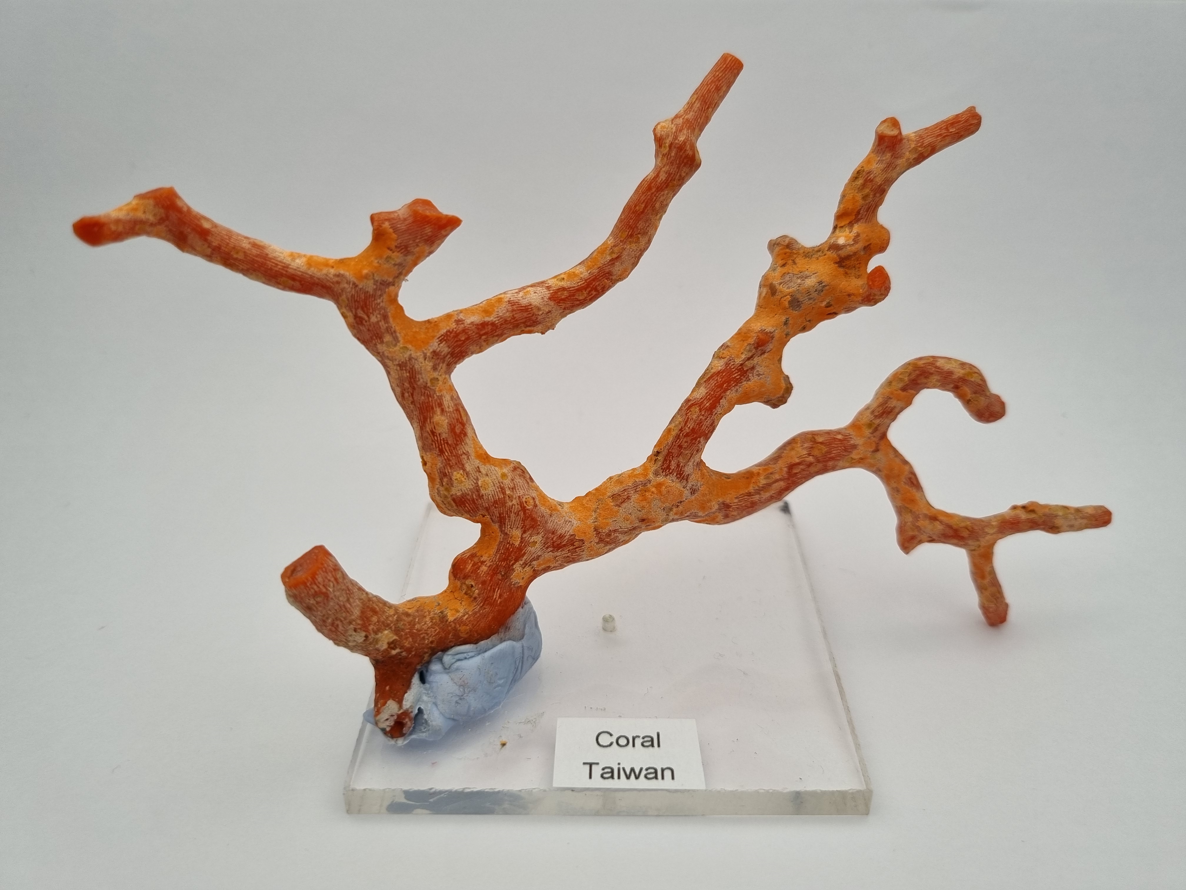 coral from Taiwan 